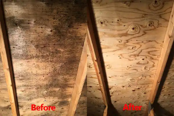 water damage restoration service Royal Oak